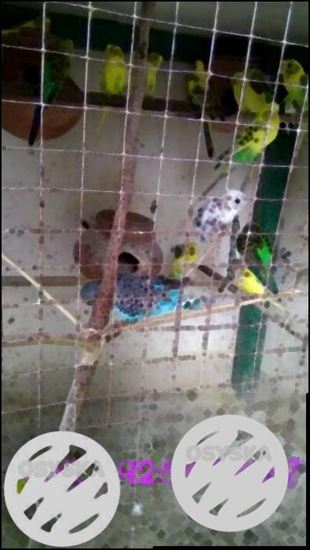 Big size Breeding pair 400rs,. Contact 94253454,