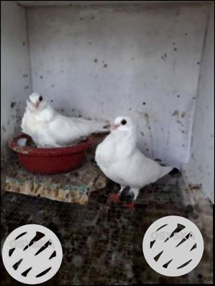 Chinese owl Pigeons