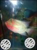 Flowerhorn kml a-1 fish good quality 2 pice