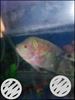 Flowerhorn kml a-1 fish good quality 2 pice