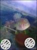 Flowerhorn kml a-1 fish good quality 2 pice