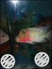 Flowerhorn kml a-1 fish good quality 2 pice